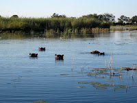 Hippos - Okavango Delta