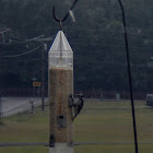 Downy Woodpecker