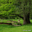 Das Hanfbachtal im Siebengebirge. Photo: Norman Liebold.