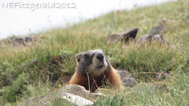 [IMG_2940Yellow%2520BelliedMarmot%255B8%255D.jpg]