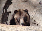 denver_zoo
