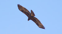 DSC04397.jpg