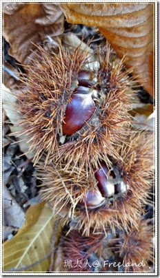 chestnuts5 chestnuts5