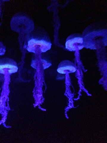 [IMG_0202%255B3%255D.jpg]