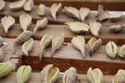 Milkweed pods