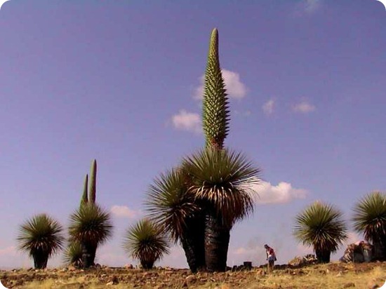puya7 puya7