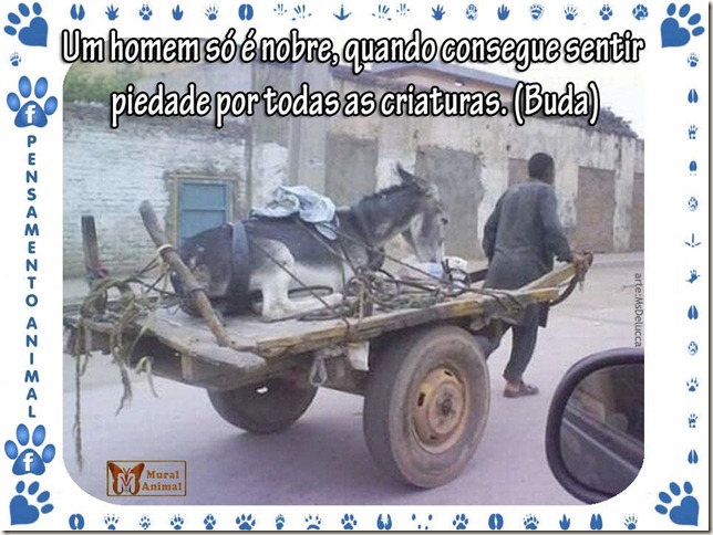 piedade_animais