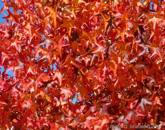 Gloria Ishizaka - Outono - folhas 6