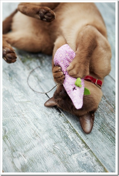CatnipMice034_small