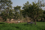Uthara, India 261.JPG