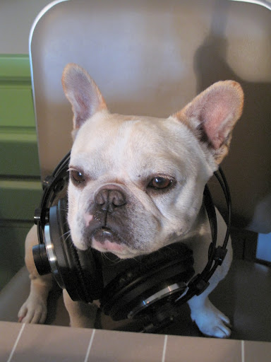 Fifteen calls later and I'm wiped!  Those callers were asking some really mind-draining questions, like what is the meaning of a dog's life anyway?  Too much existential thinking for one day!