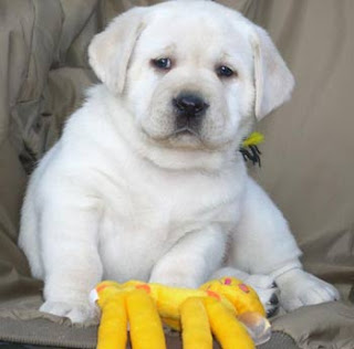 Plump little Asti - Bo puppy
Cute, Cute!