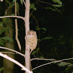 Tarsier