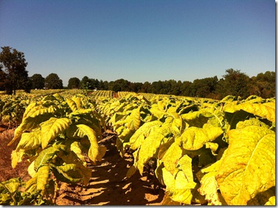 tobacco 003 tobacco 003