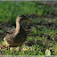 – Enten an der Enknach – Enten an der Enknach