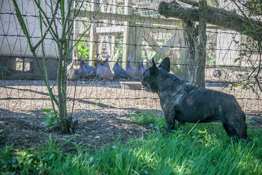 Sharkey, I suppose it's better for these guineas to be down here with the chickens and roosters. At least they have the company of other feathered friends. Sharkey, I suppose it's better for these guineas to be down here with the chickens and roosters. At least they have the company of other feathered friends.