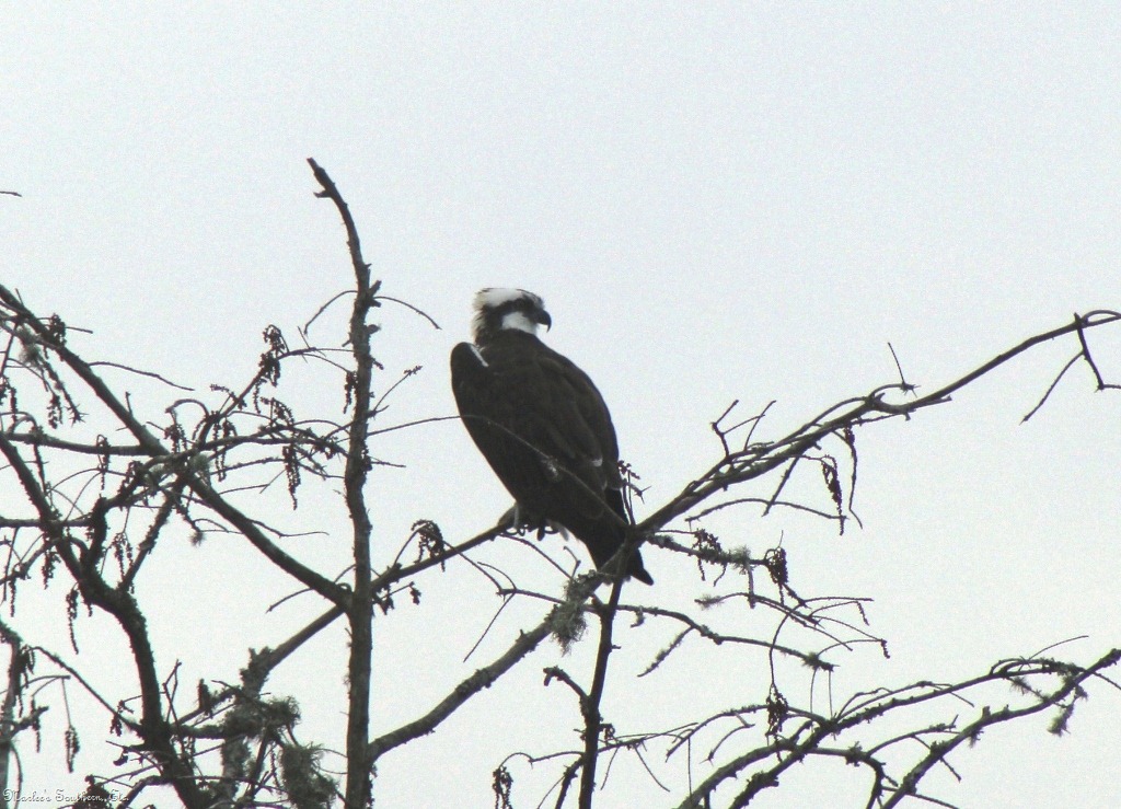 [Osprey1%255B6%255D.jpg]