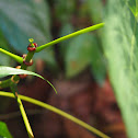 Common mahang