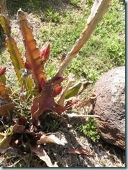 [flowering-cactus_thumb3.jpg]