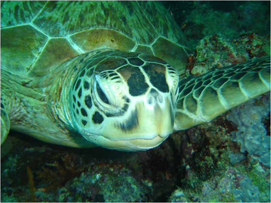 Visit Borneo Malaysia Visit Borneo Malaysia