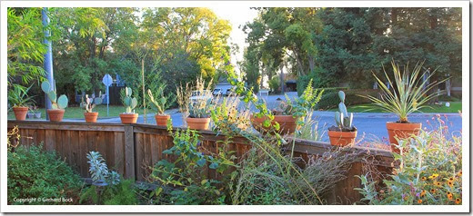 131026_pots-on-front-yard-fence_03