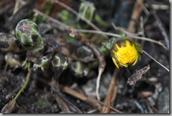 CSC_0008