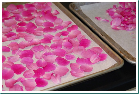 Drying Rose Petals
