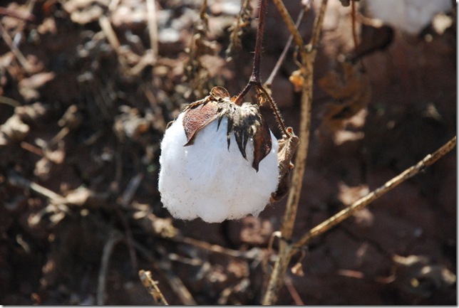 12-22-11 B Cotton Fields near Stanfield 008