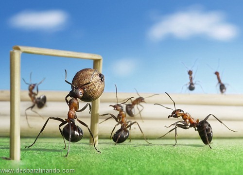 formigas inacreditaveis incriveis desbaratinando (18) formigas inacreditaveis incriveis desbaratinando (18)