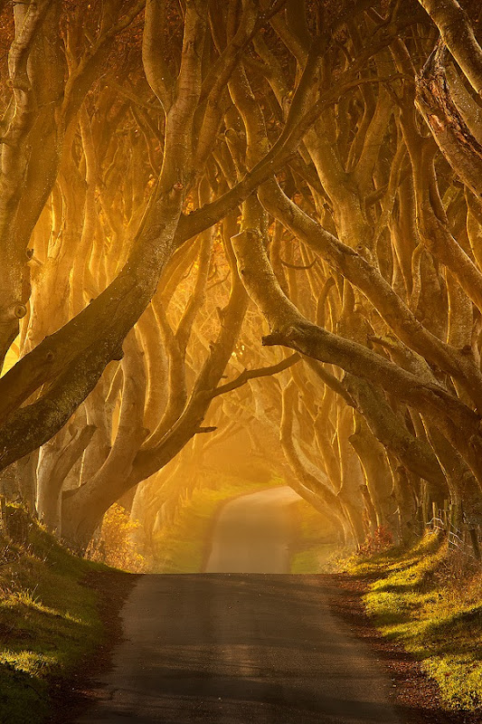 dark-hedges-9 dark-hedges-9
