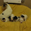 chiots 011.jpg chiots 011.jpg