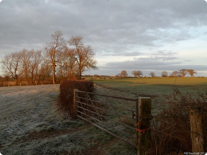 SAM_0009 Frosty Fields SAM_0009 Frosty Fields