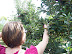 Picking Apples
