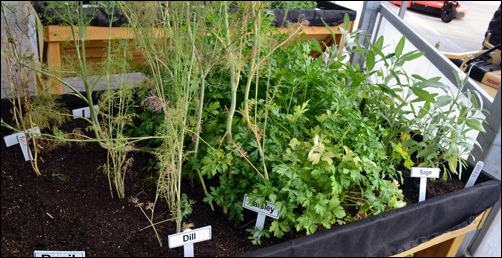 herb garden herb garden