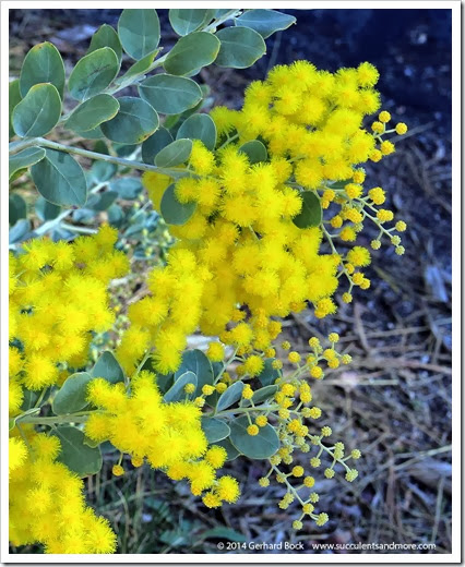 140201_UCD_Acacia-podalyriifolia_008