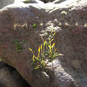 Moss