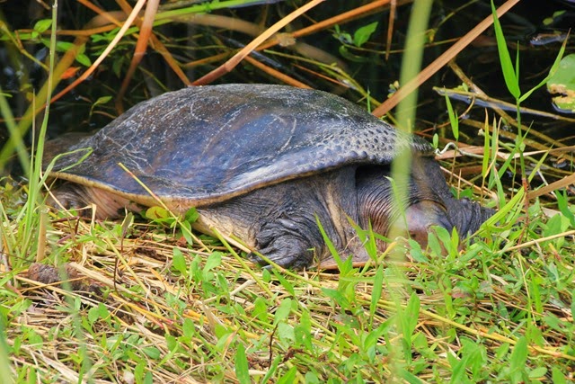 Turtle Everglades Turtle Everglades