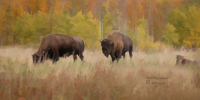 [Bison%2520Painting%2520copy%255B4%255D.jpg]