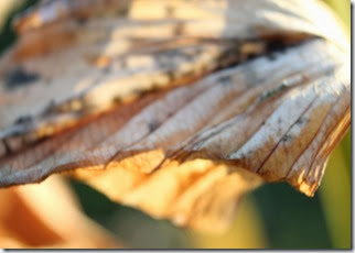 IMG_0630 IMG_0630
