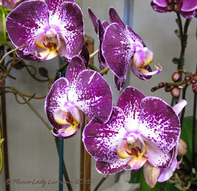 [02-08-orchids8%255B4%255D.jpg]