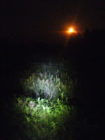IMG_2947.JPG Photo