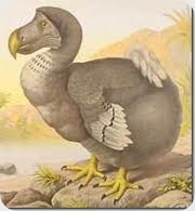 dodo dodo