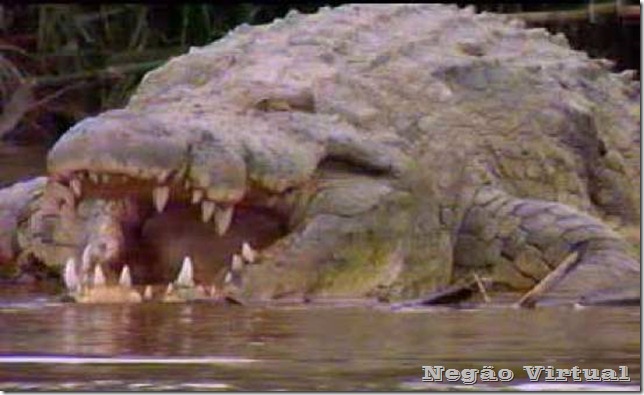 crocodilo do nilo