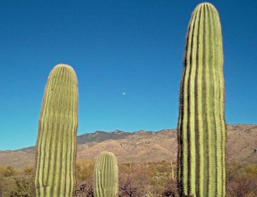 Sahuaros and Moon