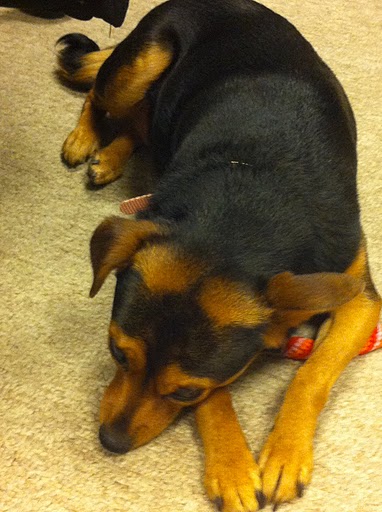 Even though there will not be time for all 4 of the dogs waiting backstage to go on the show, Cherry still hopes that all this work lands her the home of her dreams!