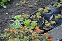 pinoyecofarm penalosa farms_0018.JPG
