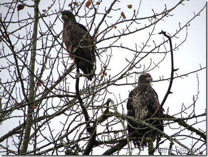 Juvenile and 2 year old