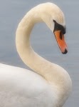 DSC_1135.JPG