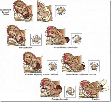 engagement descent flexion engagement descent flexion