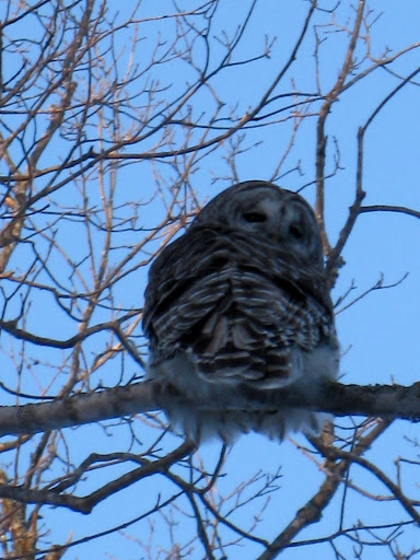 Grey owl checking out the groomer on Rootin Tootin